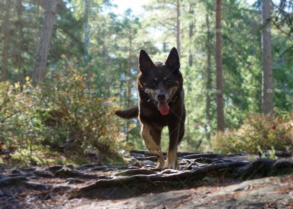 The face of Mini when she found her me during hide and seek in the woods in Sweden.