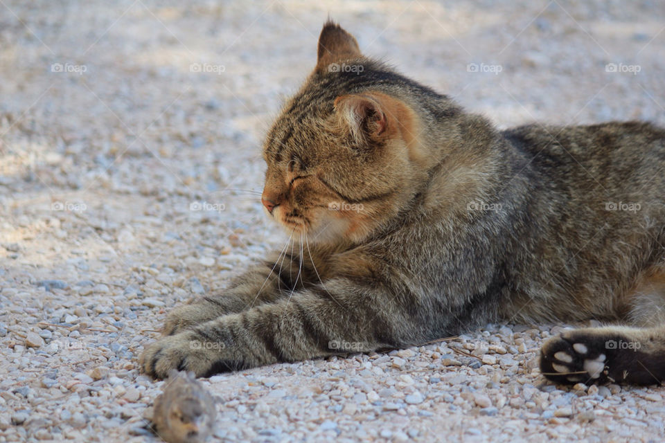 nature cat katt bird by istvan.jakob