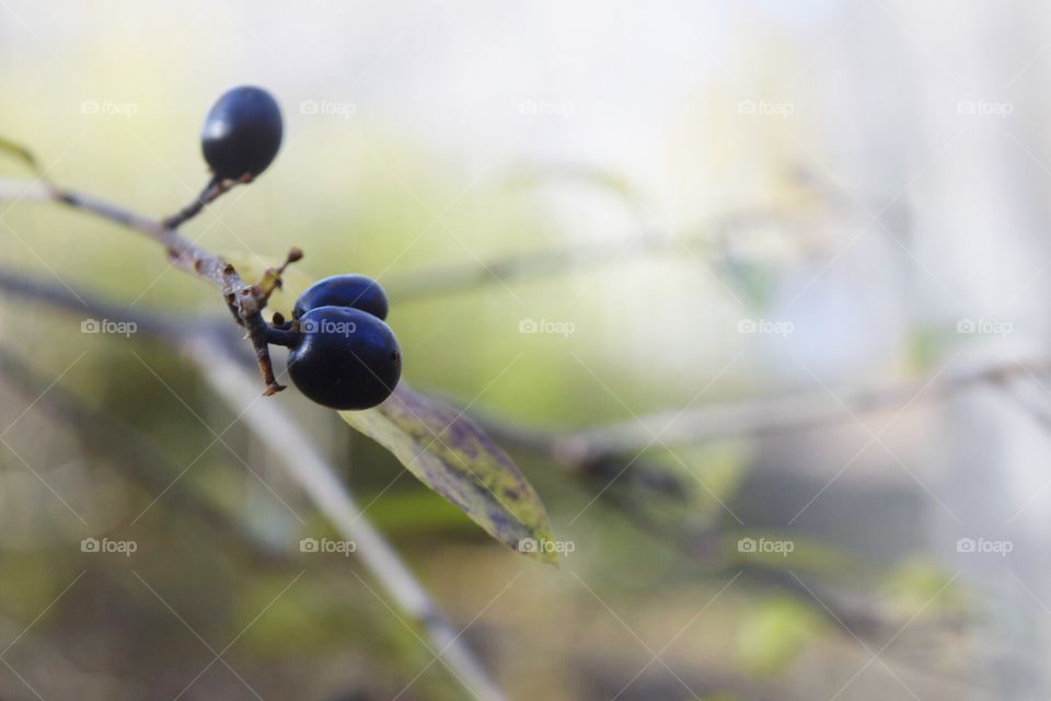 Black berry 