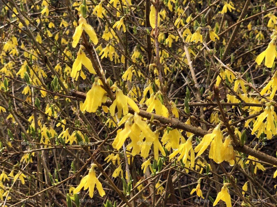 Spring flowers on a tree