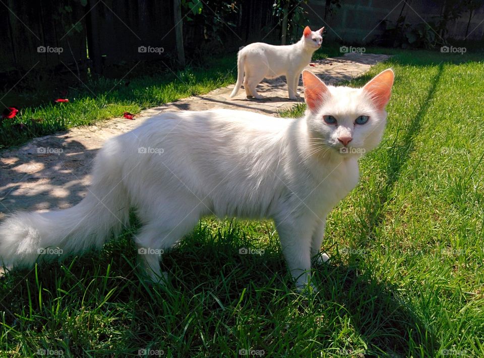 two beautiful white cats