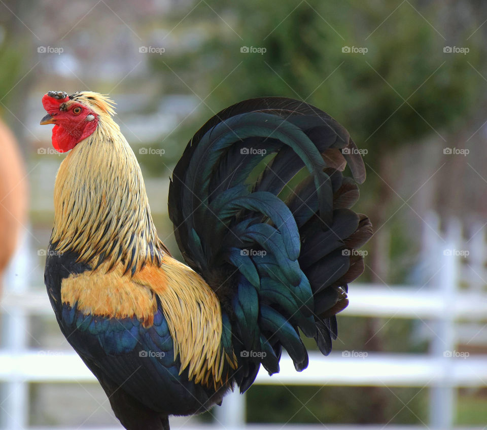 Close-up of a rooster