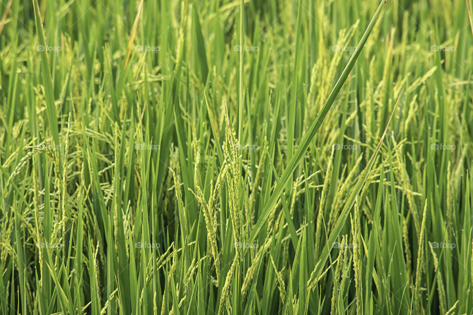 Water drops on the leaves of rice in the field and is soon up to the seed harvest.