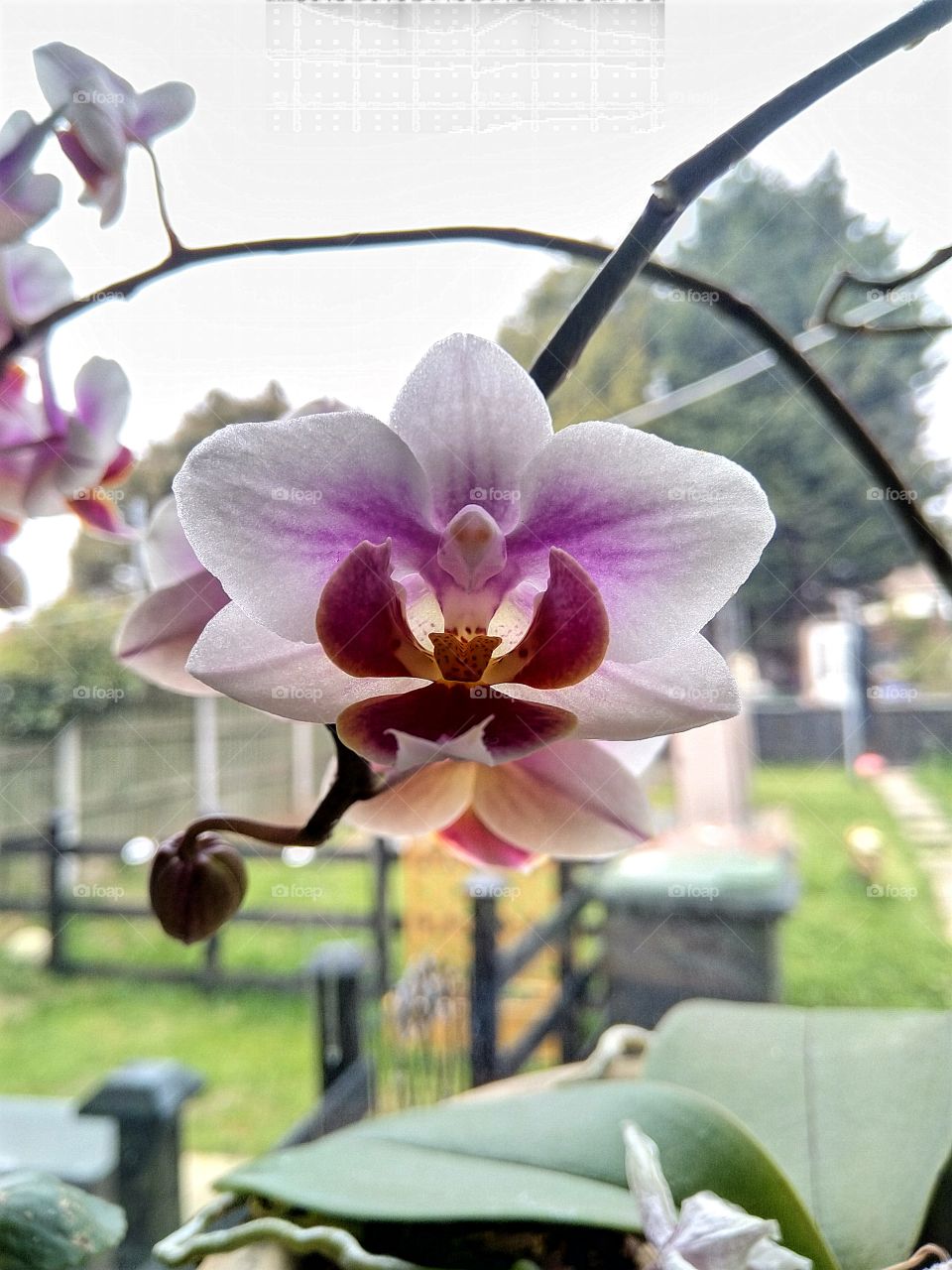 gorgeous orchid flower