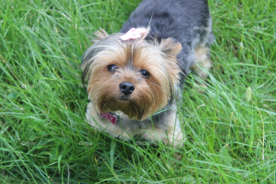 Cute Yorkshire Terrier