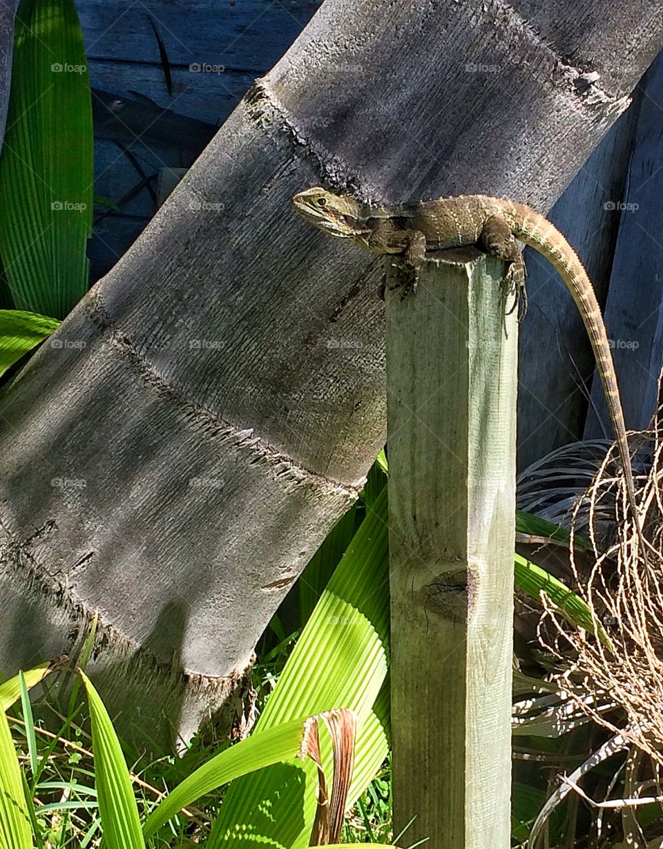 Water dragon on post