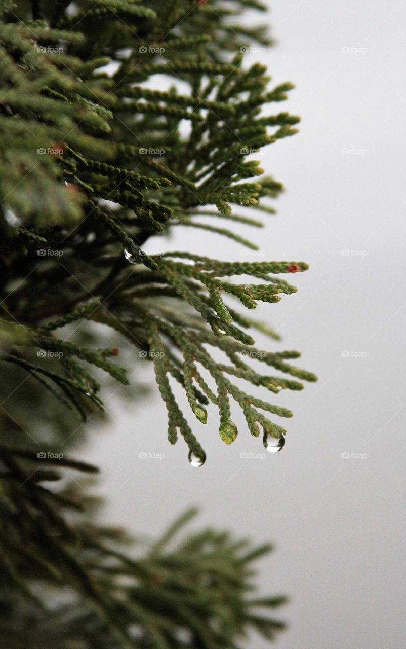 water drops on evergreen branches.
