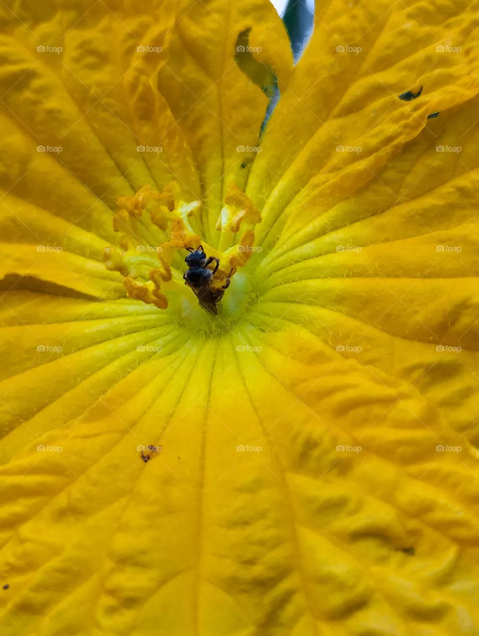 bee with flower