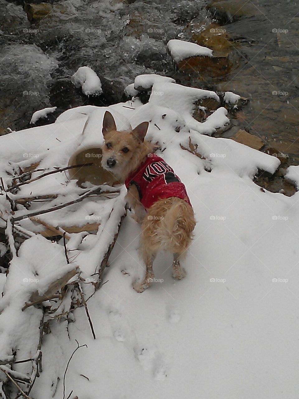 Pepper in the Snow
