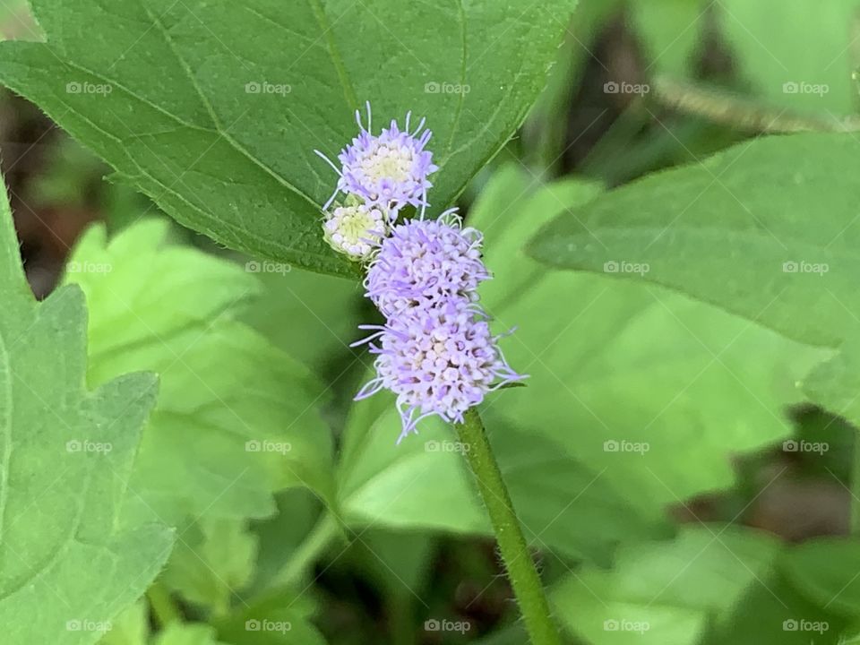 Portrait of a plant.