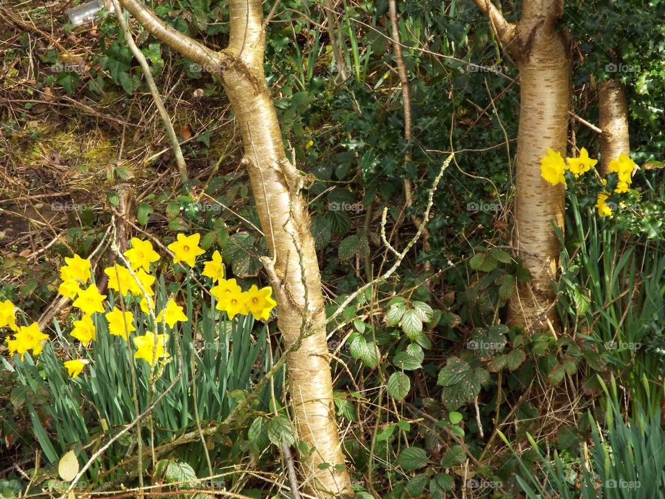 daffodils in the meadow in scotland