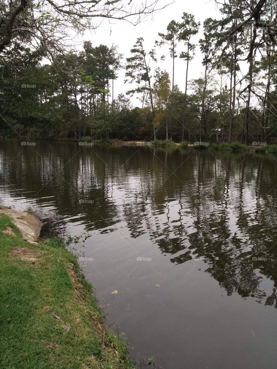 LynnHaven Pond. An elongated pond in the country.