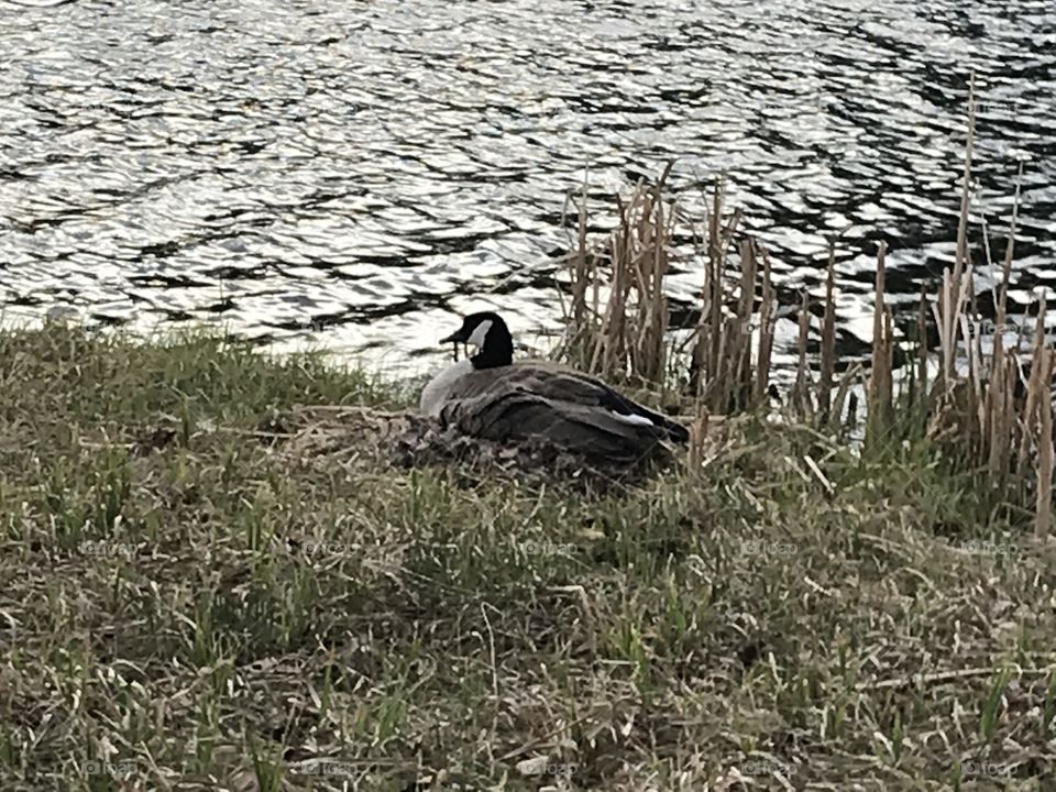 A goose sitting by the pond.