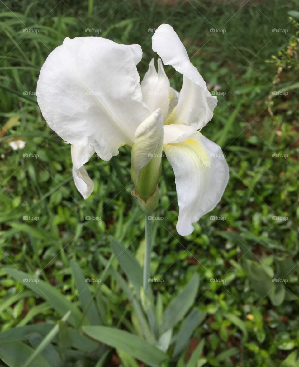 White Iris in my garden in spring.