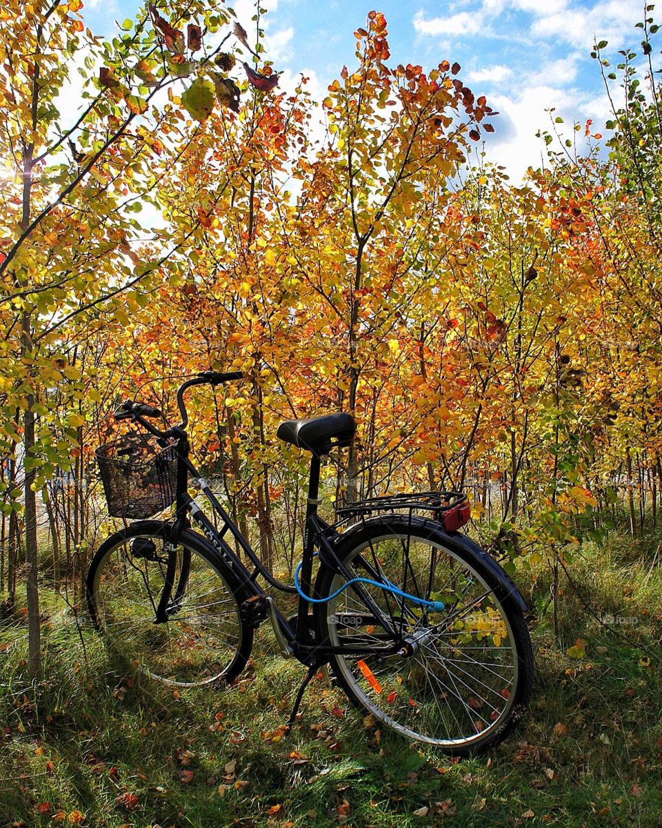 Bike in Autumn