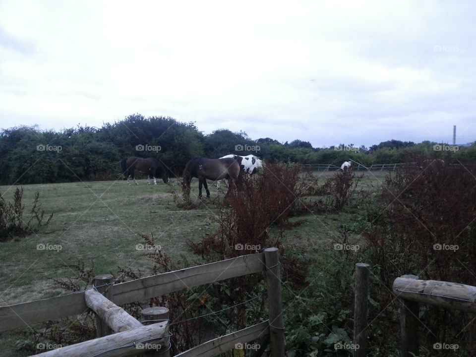 horses