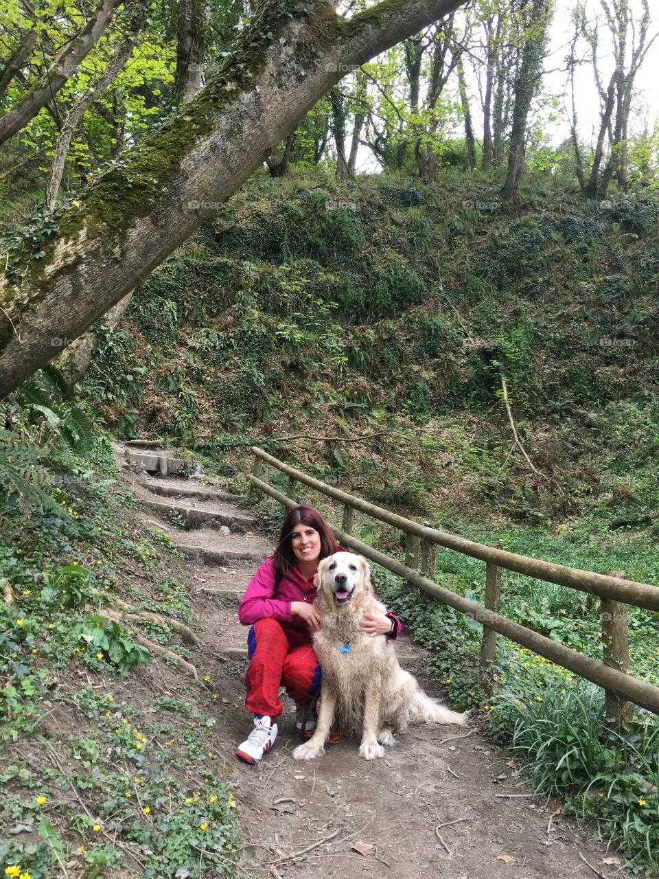 Nature, Outdoors, Dog, Tree, Wood