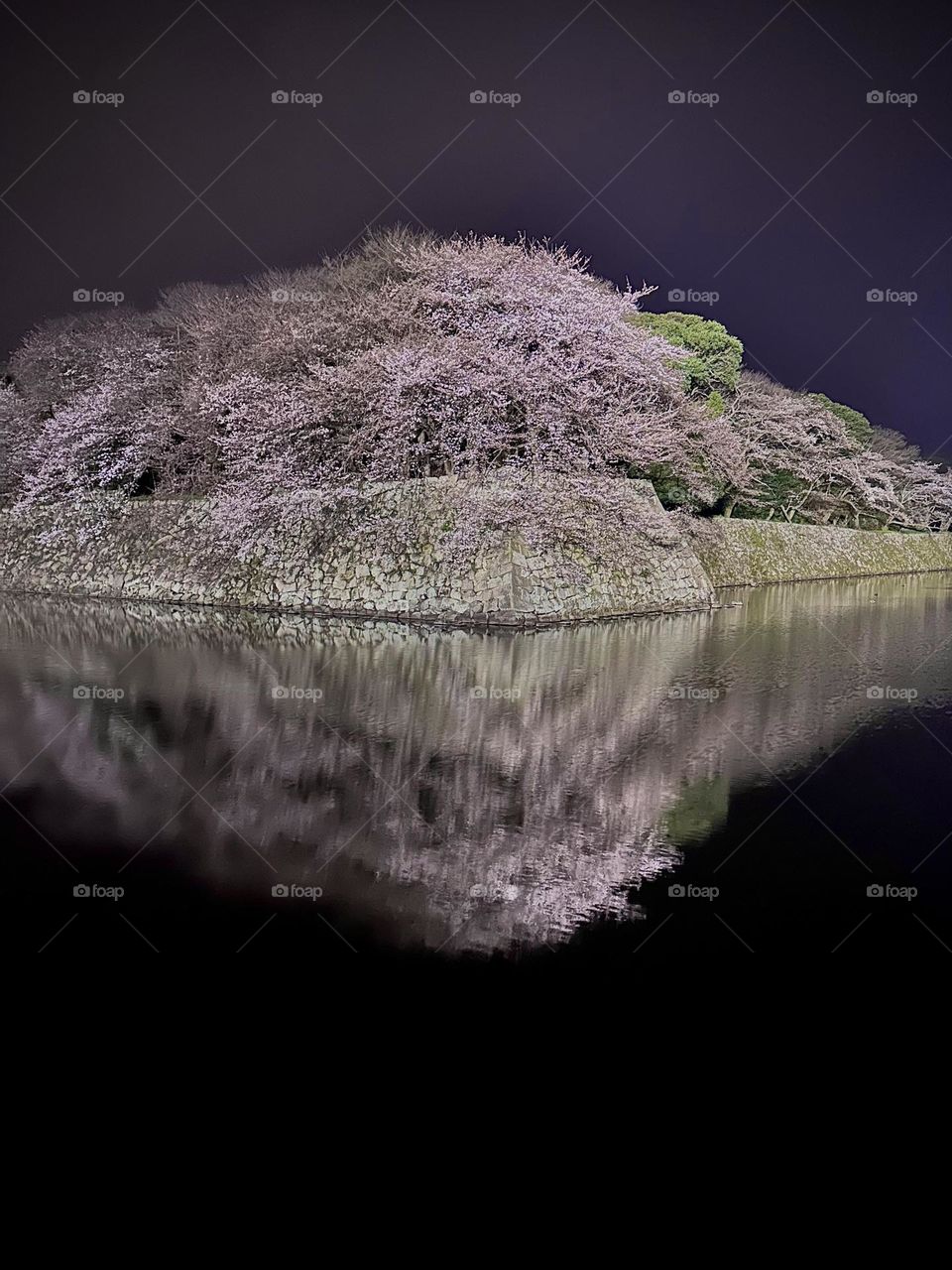 Cherry Blossoms