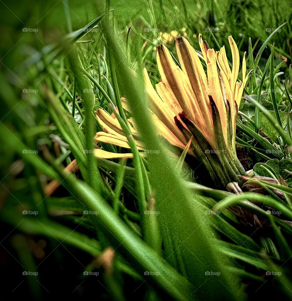 flower in the grass