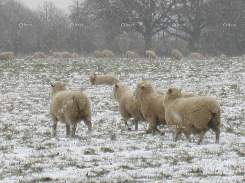 Sheep In The snow