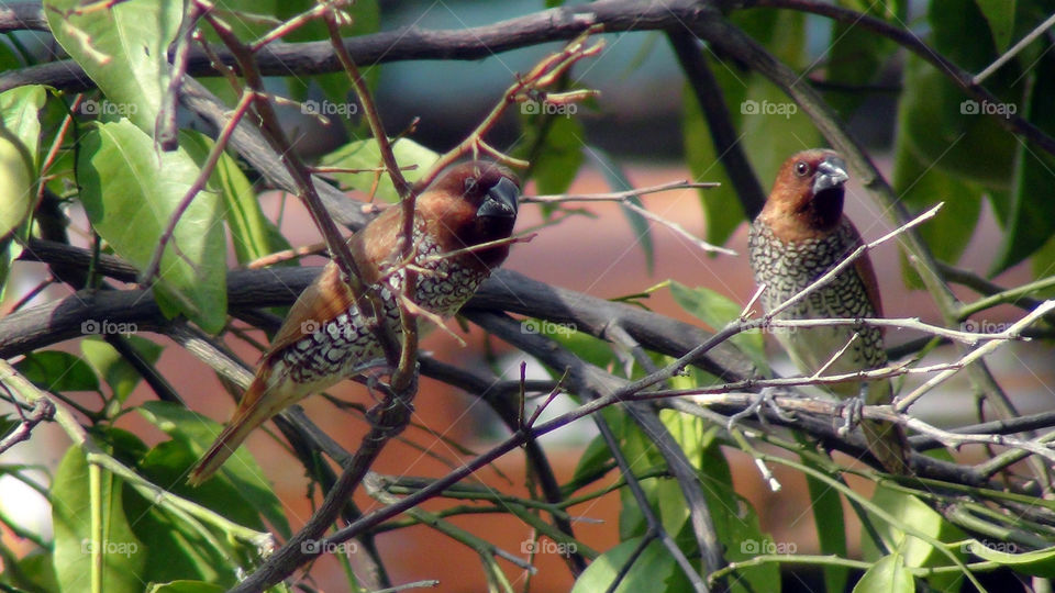 Spotted Munia, a small attractive bird, good to see once in a while.
