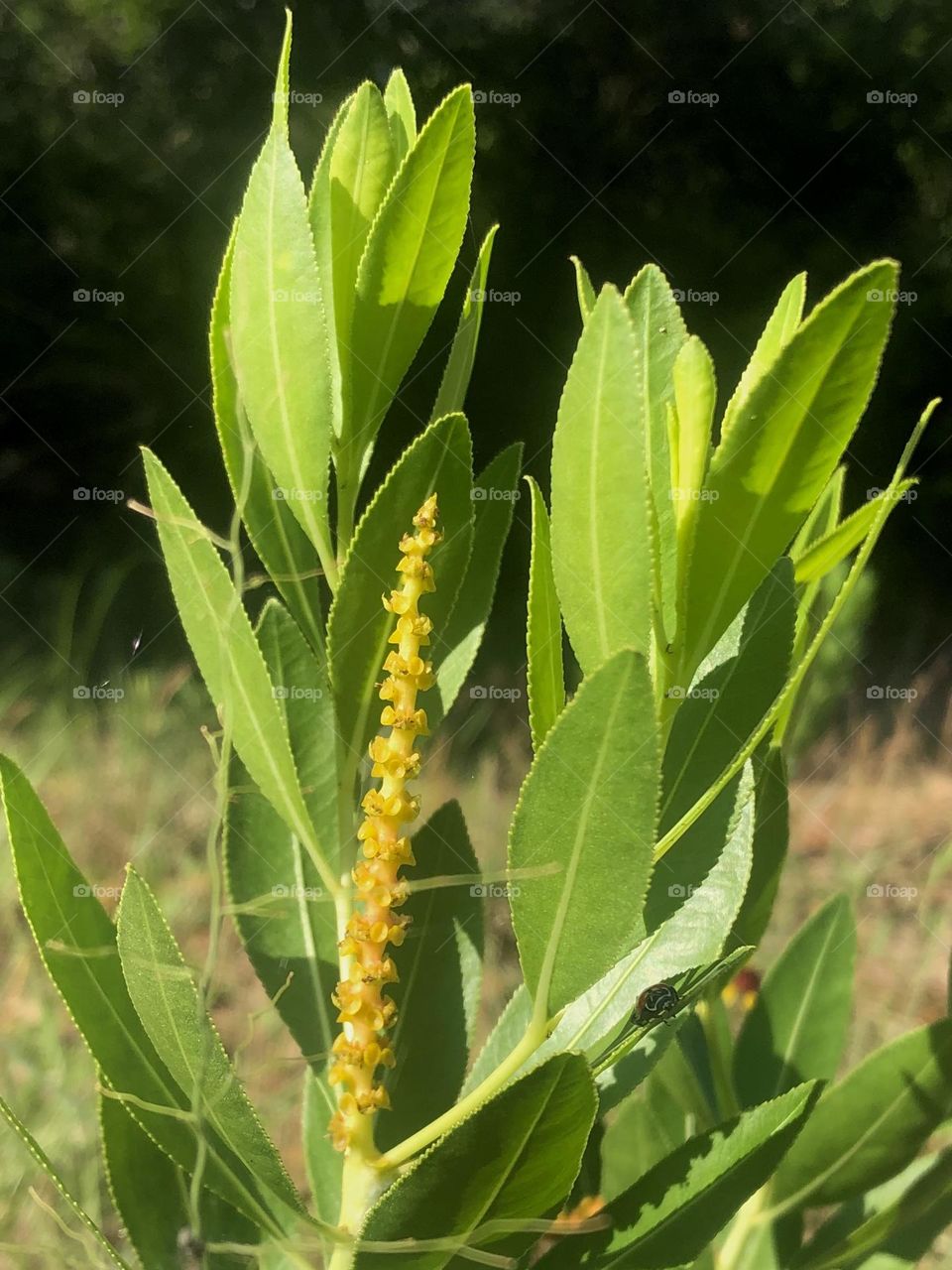 Took a pic of this a few weeks ago, the flowers that bloomed are just tiny stems surrounded by its green leaves