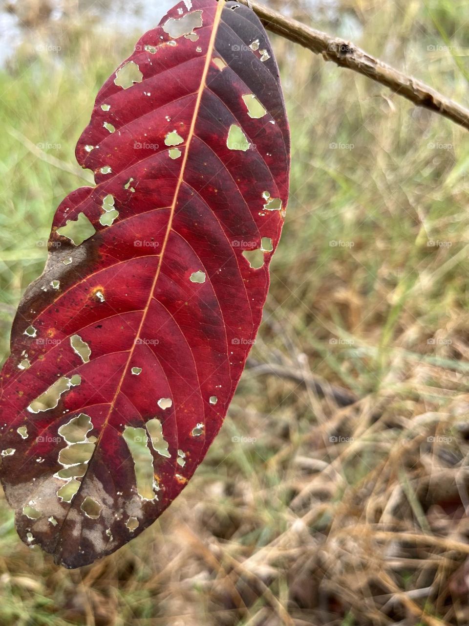 Fall Wins ( Bonus Exclusive Mission) 