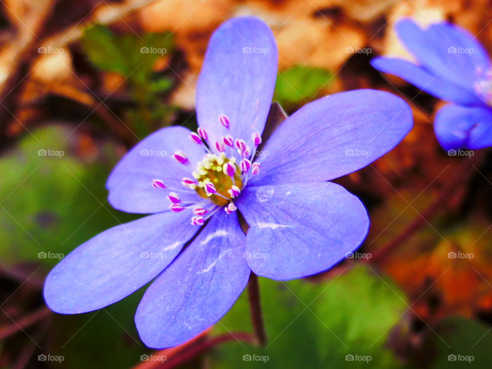 Hepatica