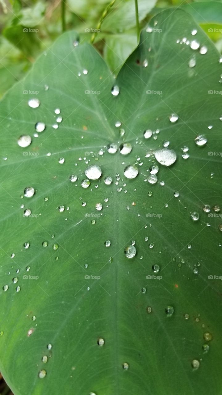 Droplet Leaf.