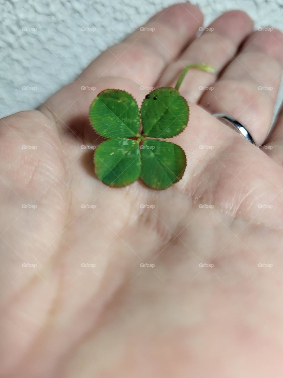 lucky clover