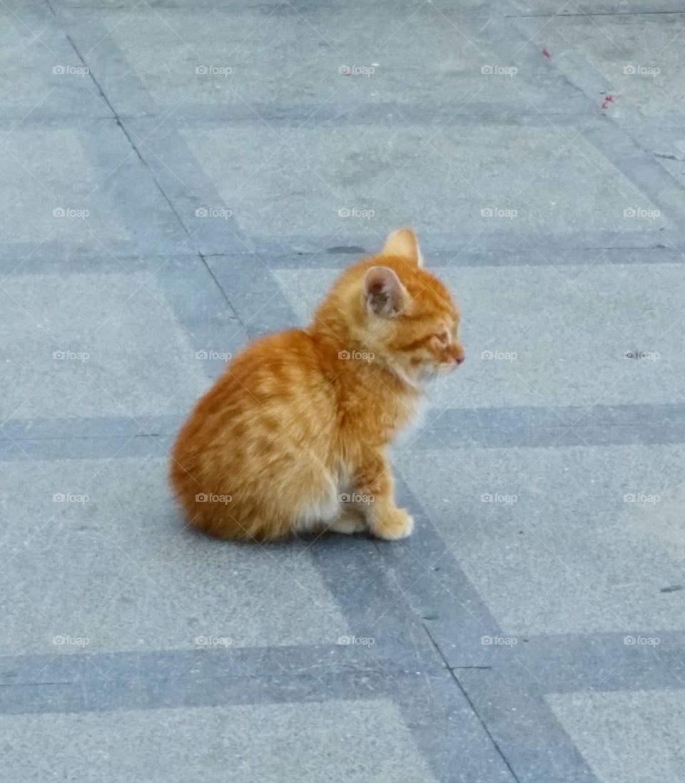 A nobble friend. My tinny friend living in front of my wife's workplace.