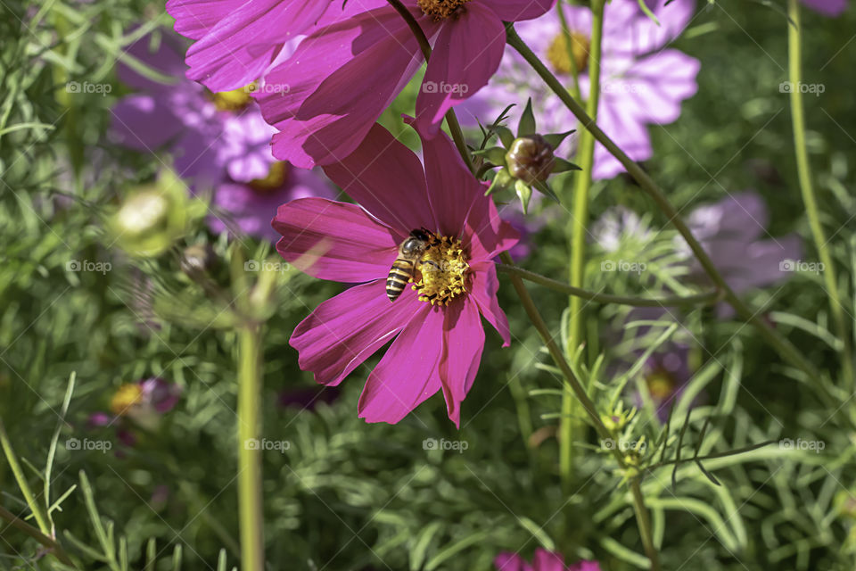 Bee on Colorful Cosmos sulphureus Cav flowers in garden.