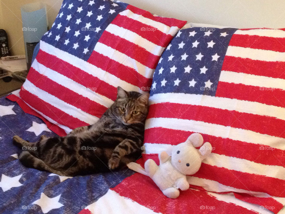 American cat