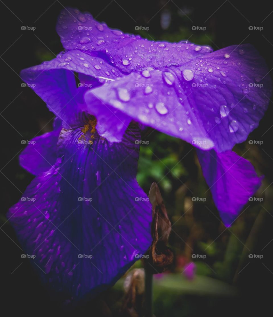 Iris in spring rain drops