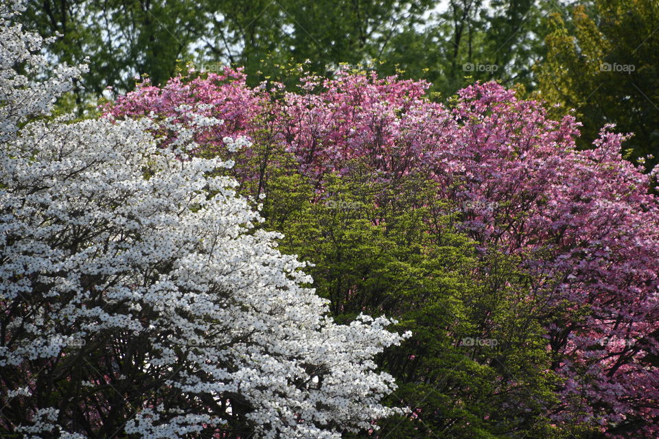 blooming trees