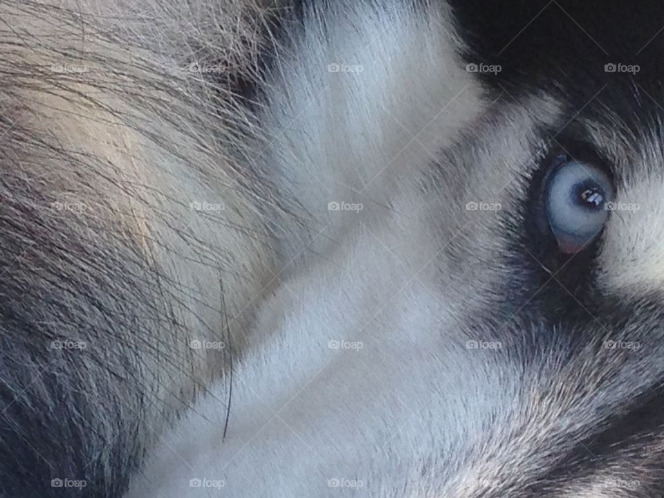 Husky eyes 