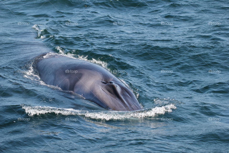 A whale in Portland's bay