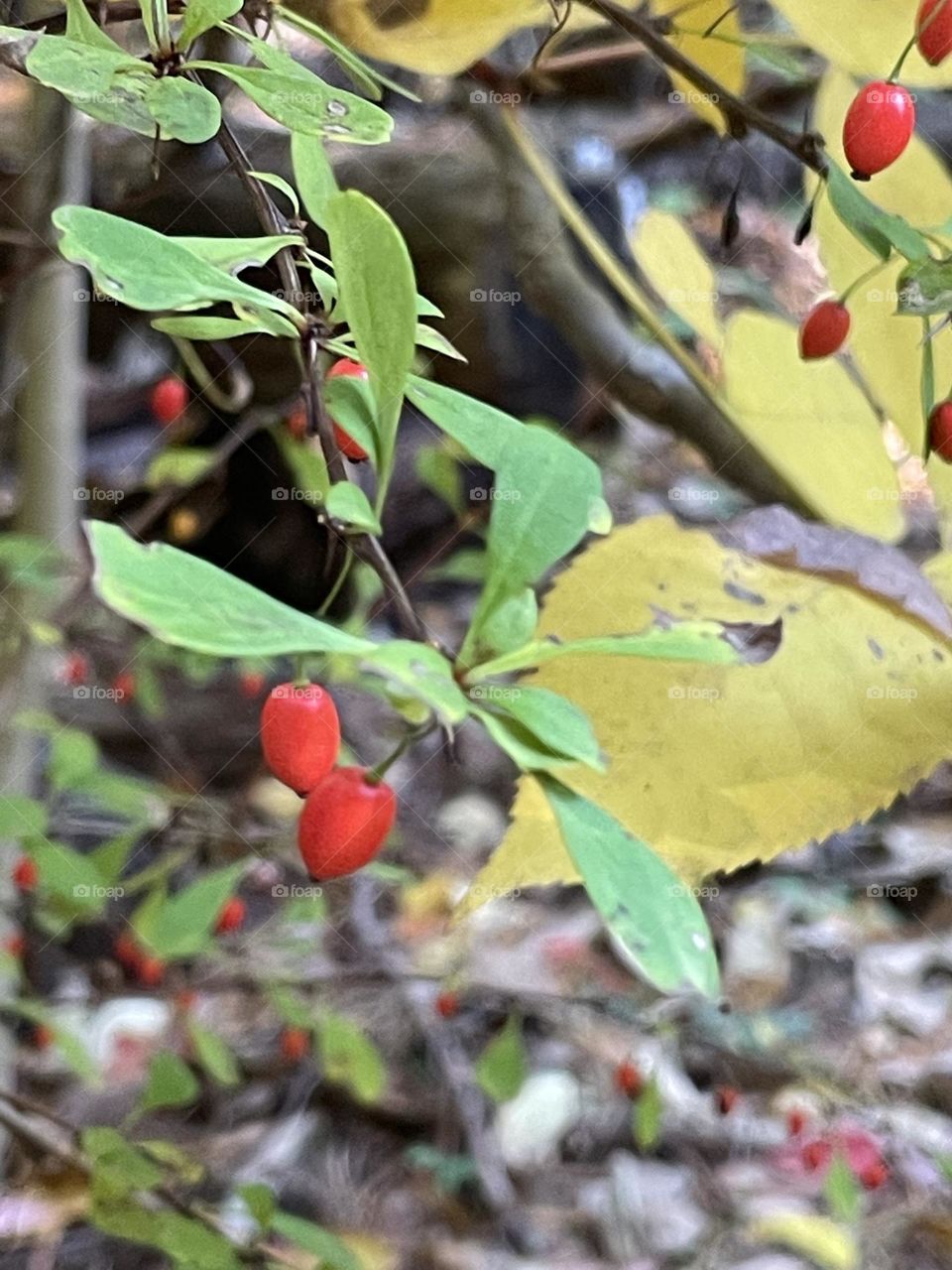 The barberry's bright crimson berries contrast sharply with the fading green of surrounding trees, whose leaves have turned warm hues of gold.
