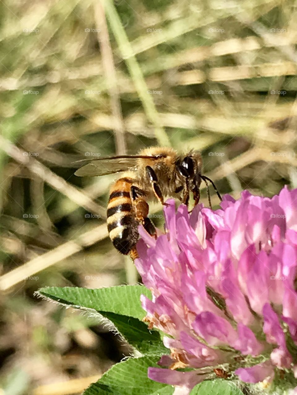 Honeybee Foraging In Fall