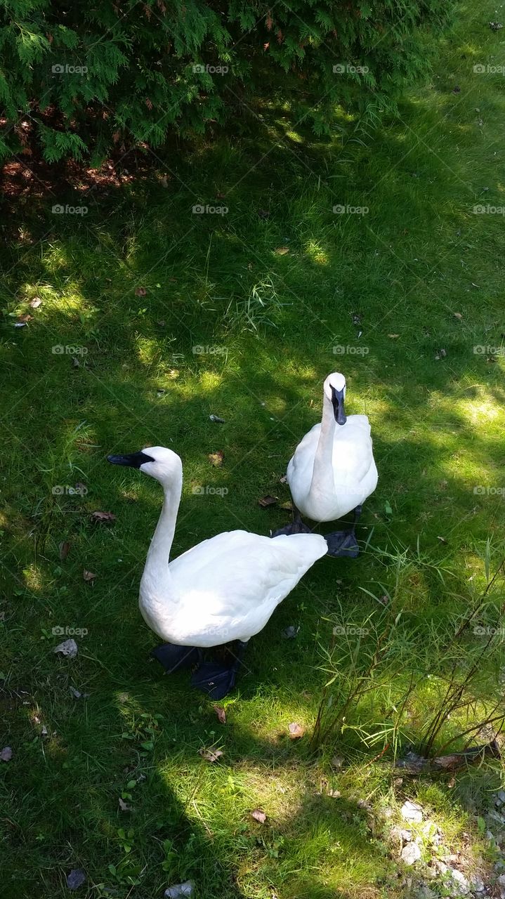 High angle view of swans on grass