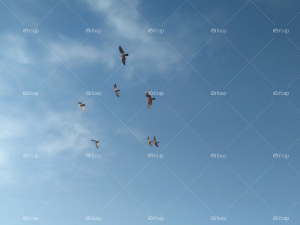 Flock of pigeons flying cross the sky.