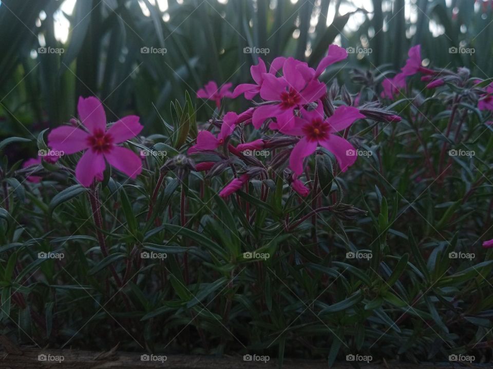 Charming flowers 🌺 And their name is Phlox subulata. 📷💚