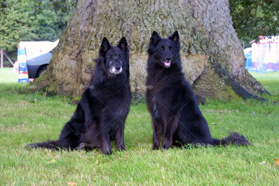 Mammal, Grass, No Person, Park, Nature