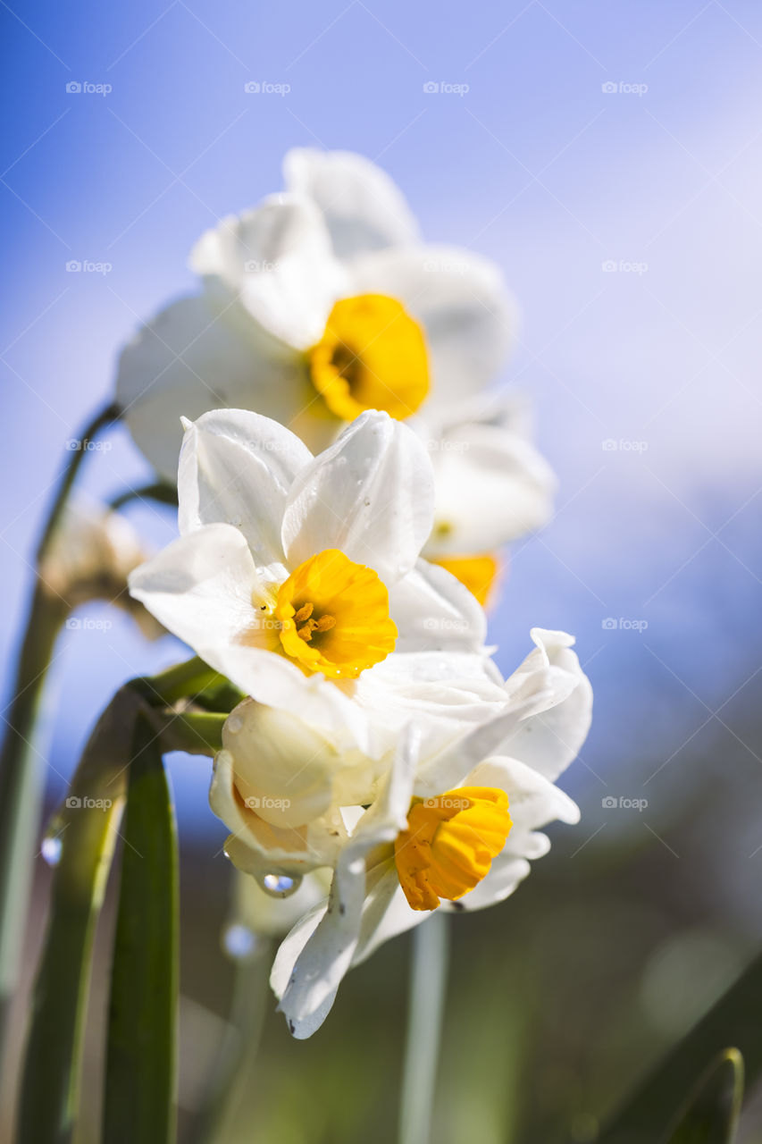 A portrait of white daffodils with a yellow core standing above eachother in a row. the flowers are getting hit by a ray of sunlight and have a blue sky with some clouds as a background.