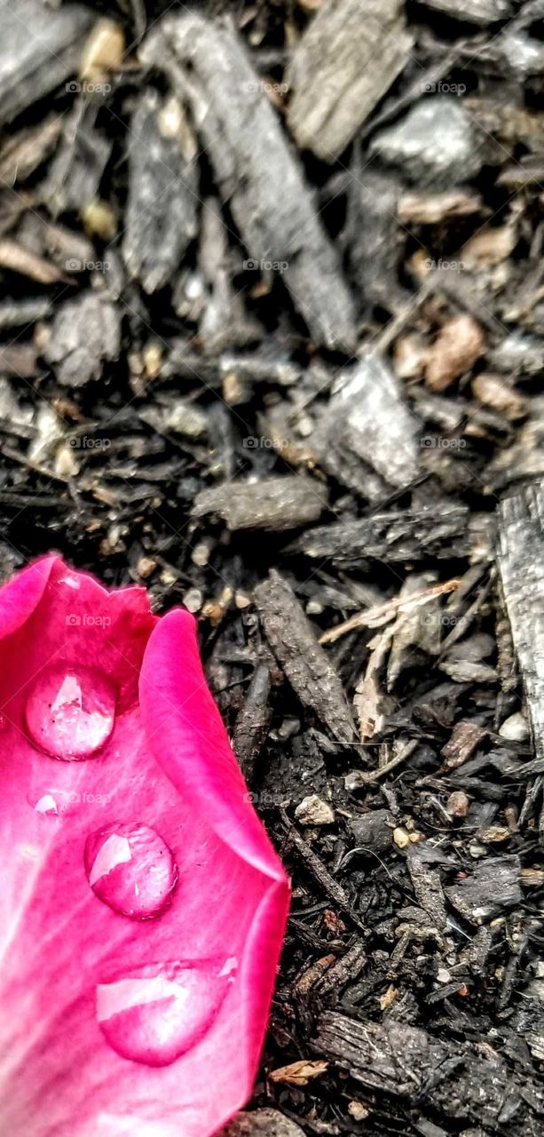 pink flower with drops of dew in a bed of mulch