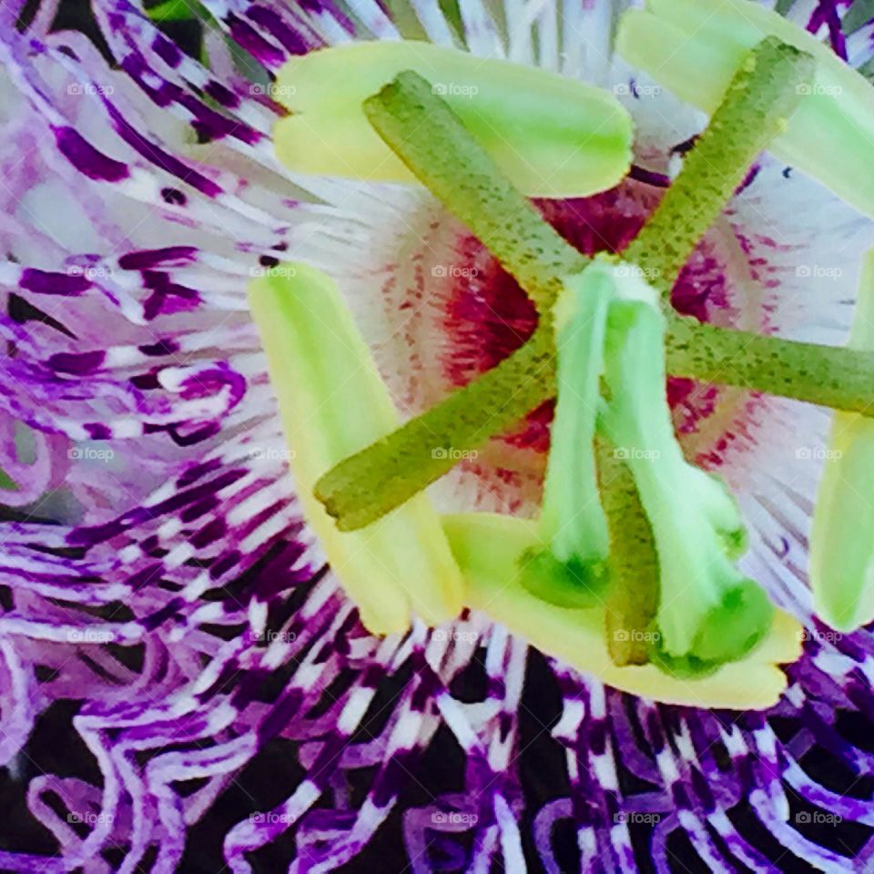 Passion Flower