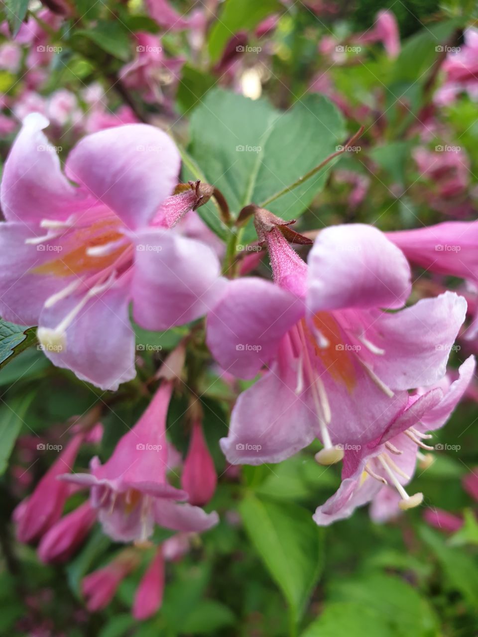 pink flowers