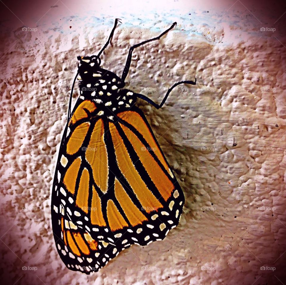 Monarch butterfly