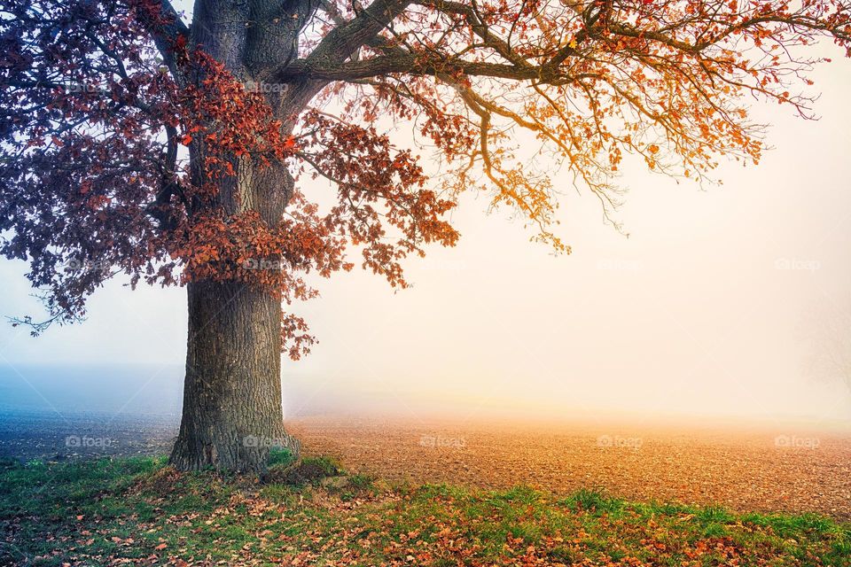 Beautiful maple leaves with sun light