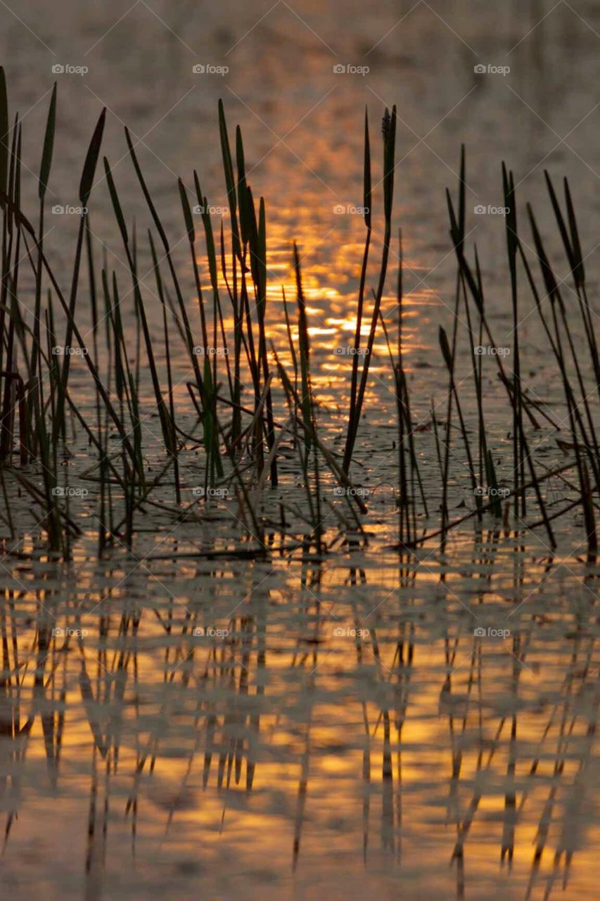 Golden sunset in reeds. Beautiful reflection off the water. 